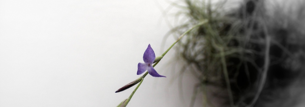 viragzo epifita tillandsia a marczika kerteszet novenyhazabol